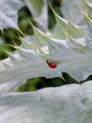 An English Lady(bug)