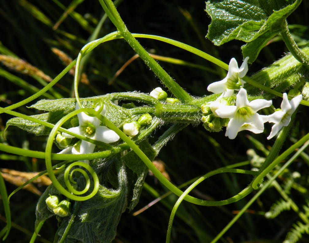 Curling Tendrils by bluemouse2 on DeviantArt