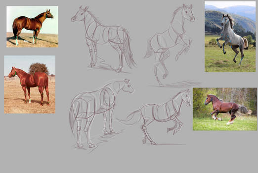 practicing horses