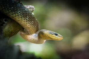 Aesculapian snake