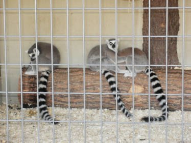 Ring-Tailed Lemurs