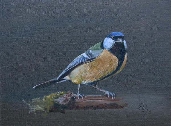 Tit2 Great tit2 by EdSchaap on DeviantArt