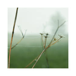 Dewdrops - Pt II