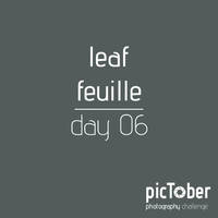 day06 | leaf | feuille