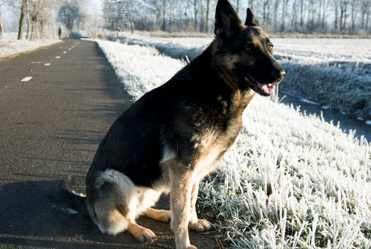 Winter 2009 - dog