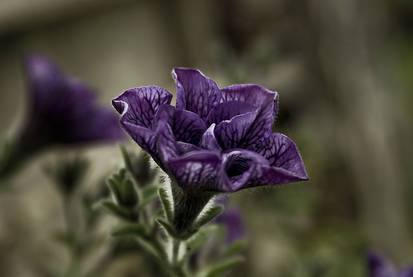 Purple flower