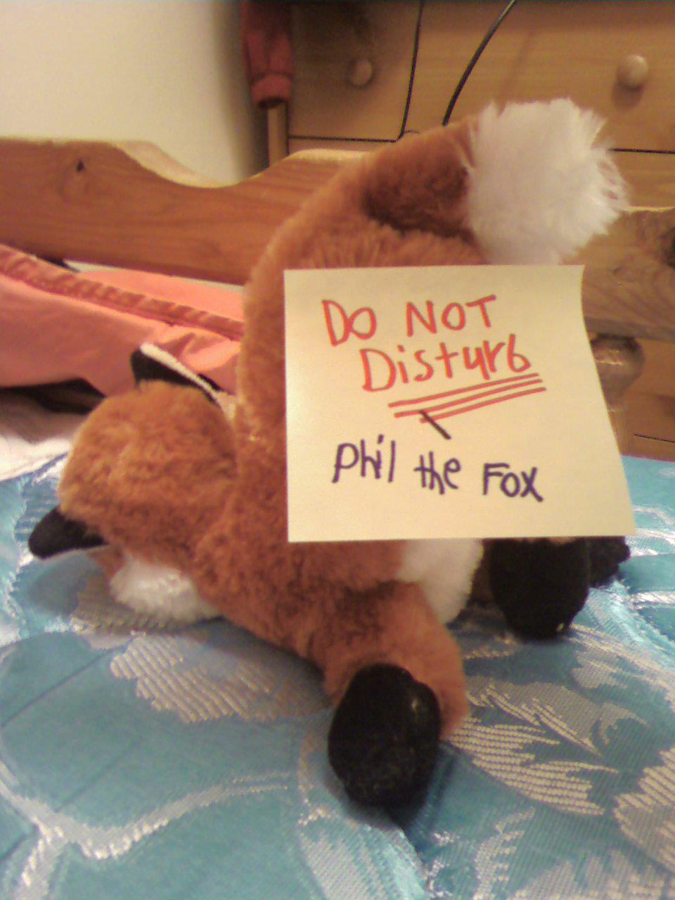 Phil the fox takes a Nap