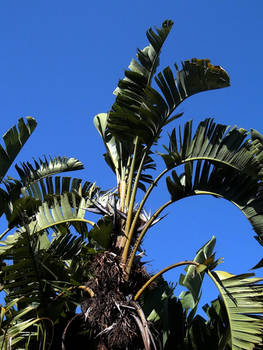 Strelitzia Against Sky