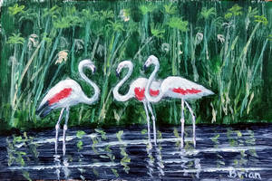 Three flamingos