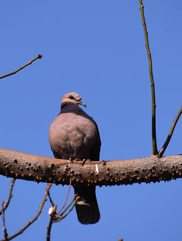 2022 Red-eyed dove DSC 3069