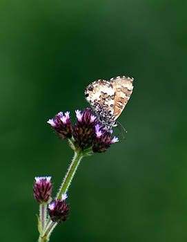 2022 Black heart butterfly DSC 4243