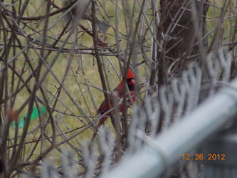 Cardinal's Color