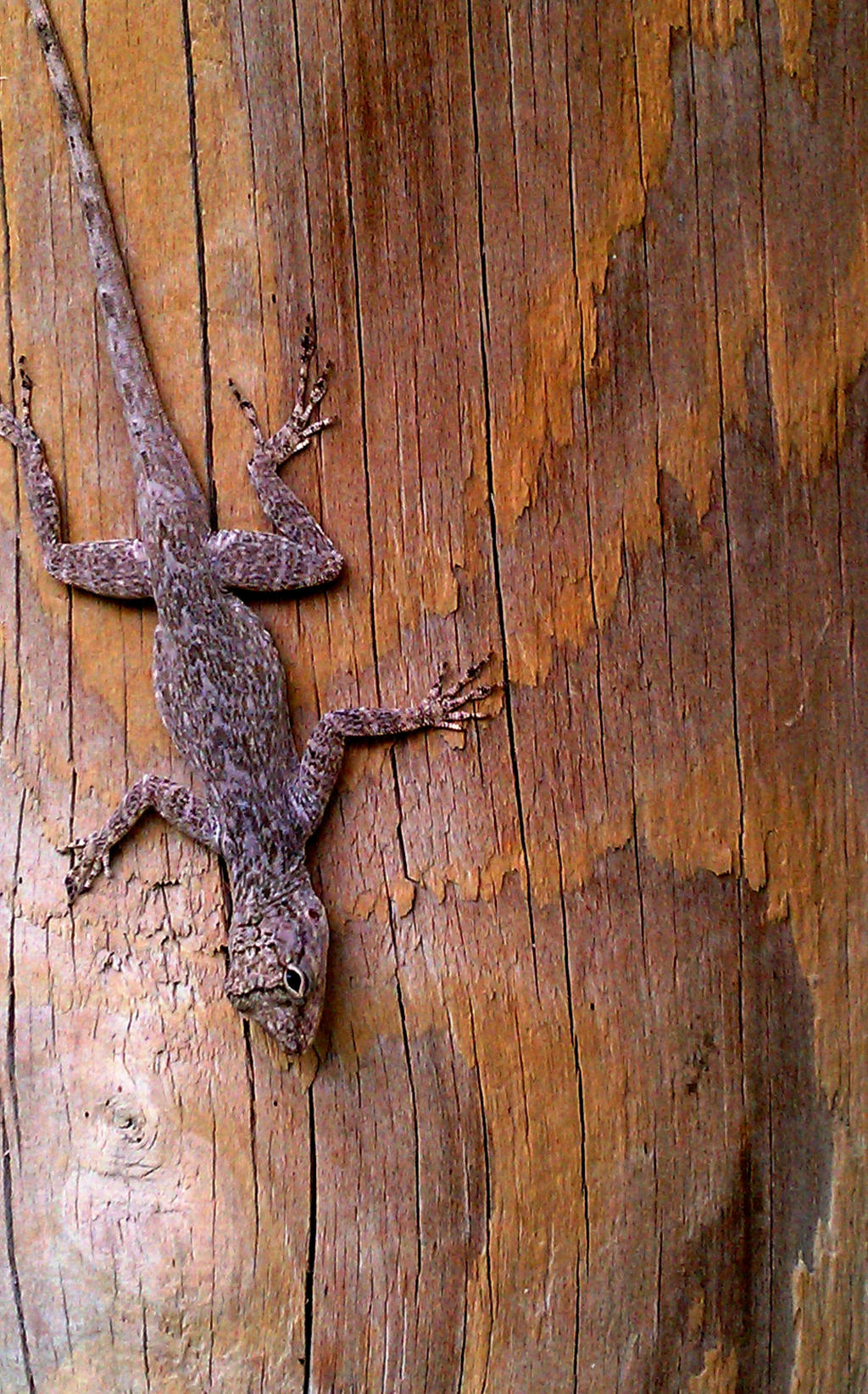 It's a Lizard with Wood