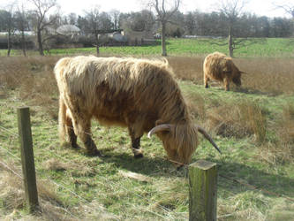 Highland Cows