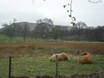Scottish landscape with sleepy cows
