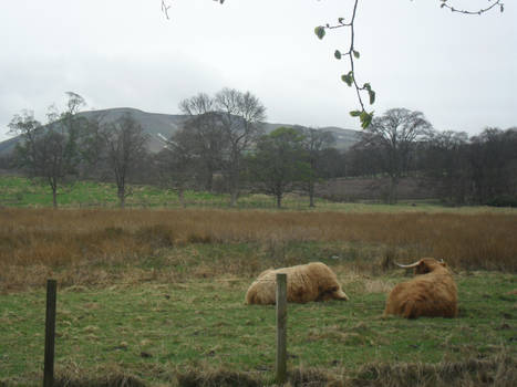 Scottish landscape with sleepy cows