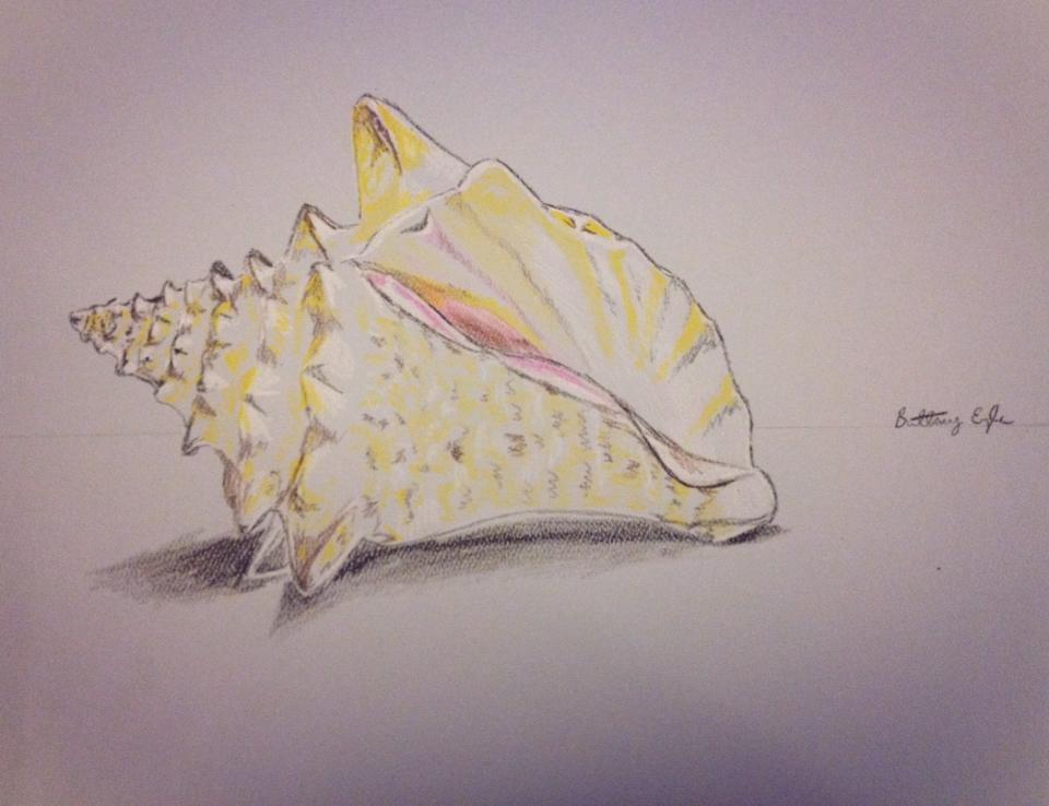 Color Pencil Conch Shell Conch Shell by Sketchangel7405 on DeviantArt
