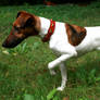 Smooth Fox Terrier pointing