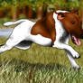 Smooth Fox Terrier on the Run