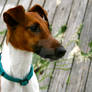 Smooth Fox Terrier Portrait