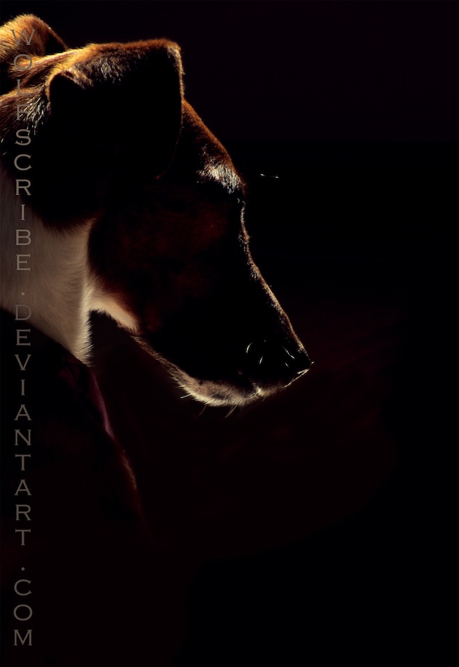 Smooth Fox Terrier Silhouette