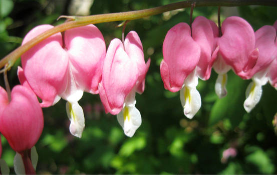 Bleeding Hearts