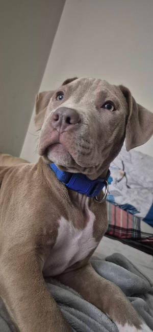 My scooby doo