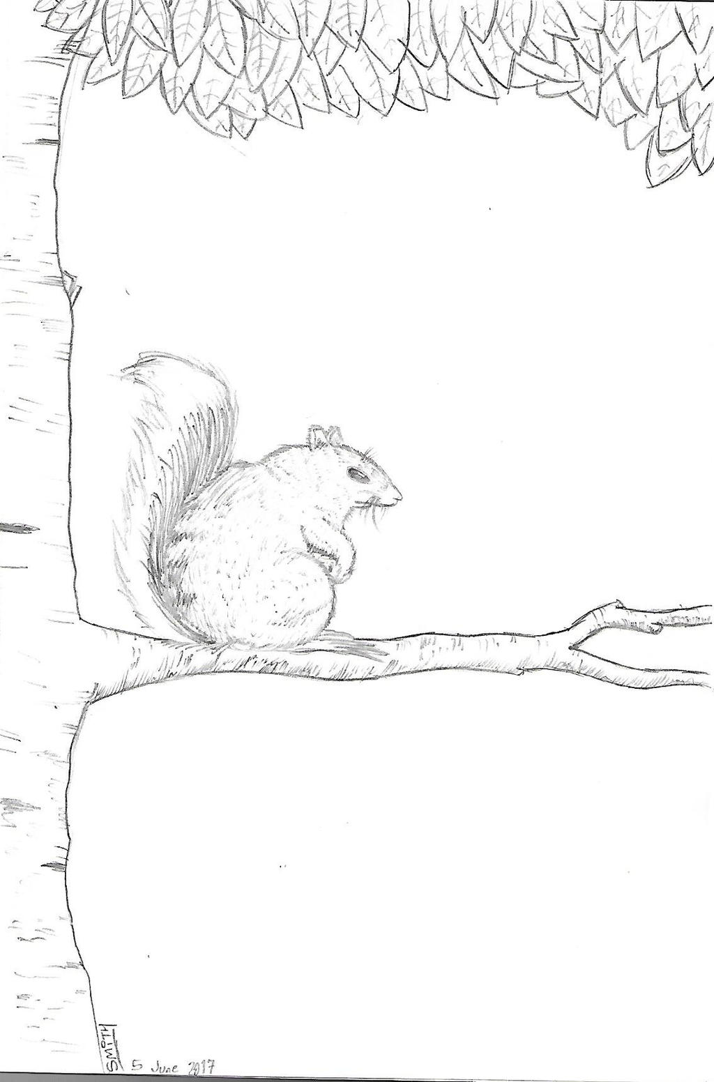 Squirrel Sketch