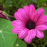 pink flower in bloom