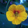 Nasturtium