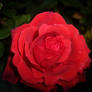 Red Rose At Night