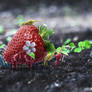 Pikmin And The Strawberry