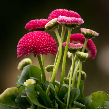 English Daisies