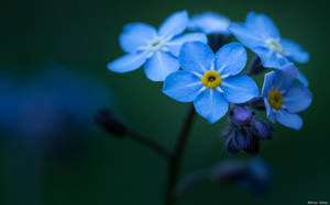 Forget-me-not
