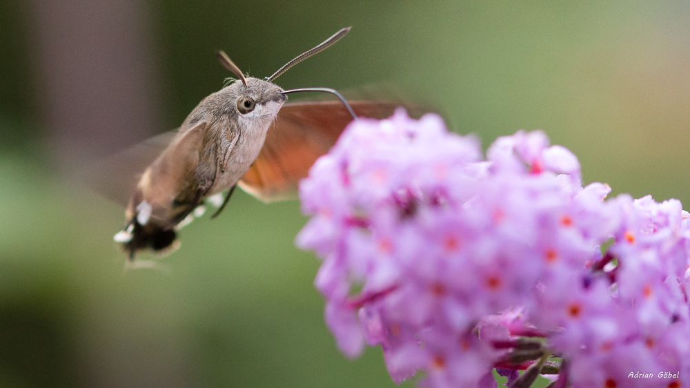 Hummingbird hawk-moth