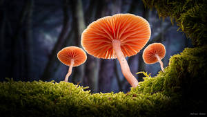 Magic Forest