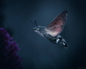 Hummingbird hawk-moth