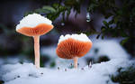 Winter Mushrooms by AdrianGoebel