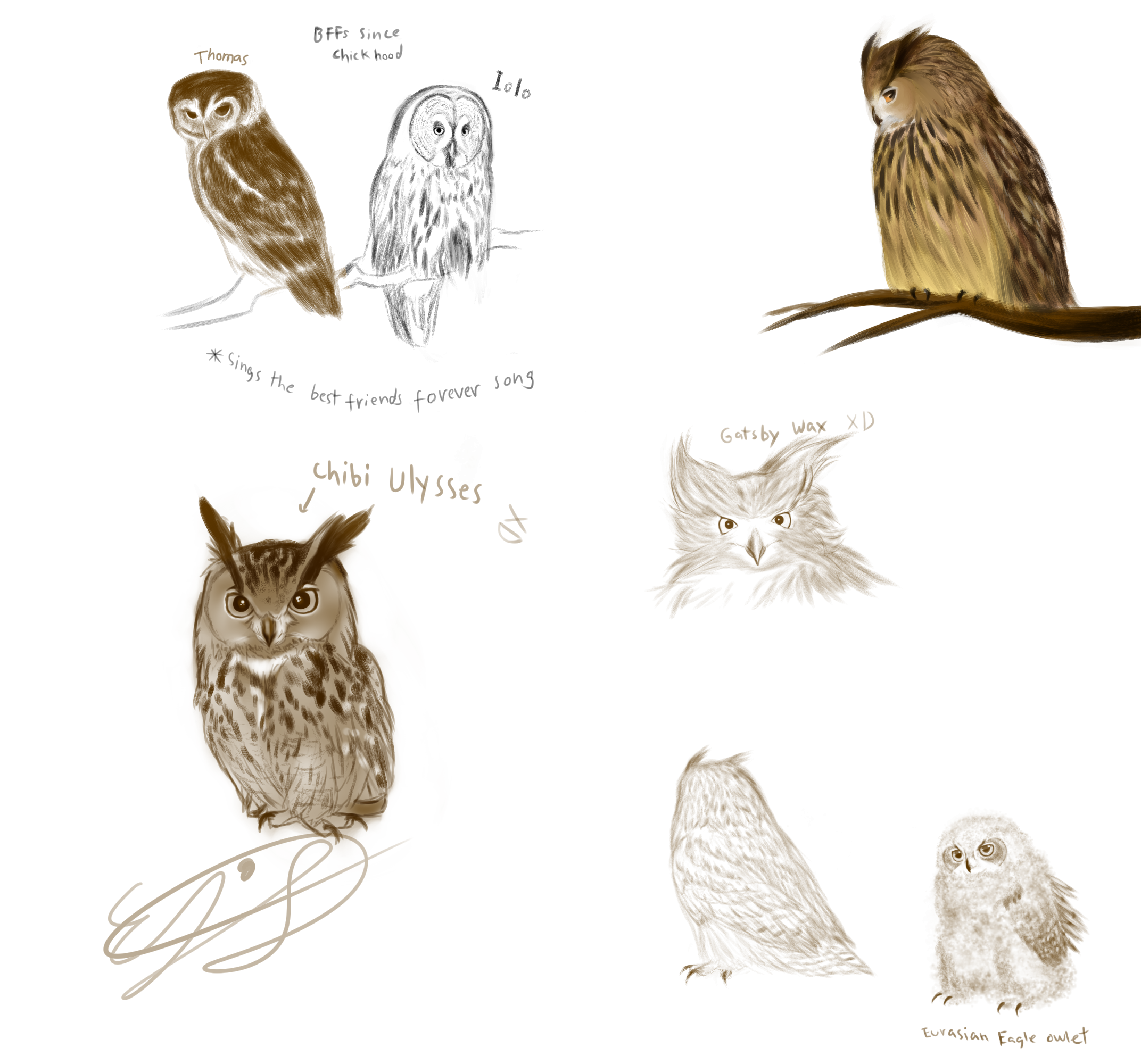 Owl Sketches 2