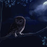 GIF: Saw-Whet Hooting