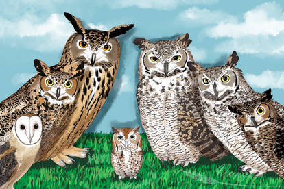 The Owl Family