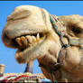 Camel stock 1