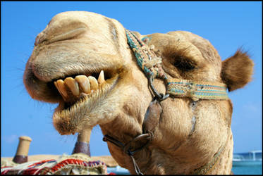 Camel stock 1