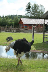 Ostrich Stock
