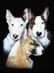 Bullterriers