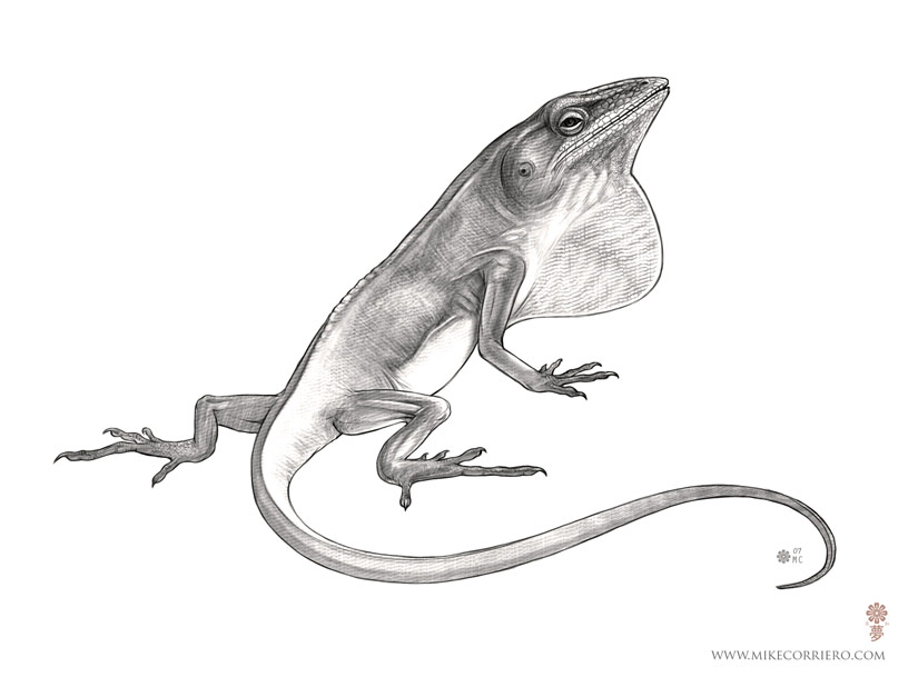 Anole Study