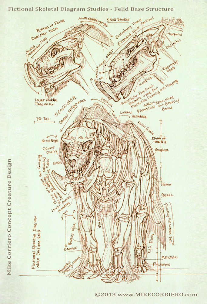 Feline Scavenger Skeletal Diagram