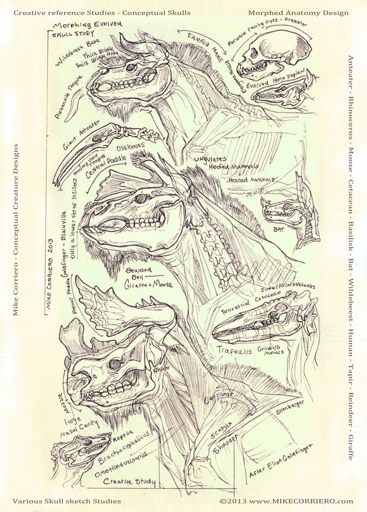 Creative-skull-studies-diagram-mike-corriero 2