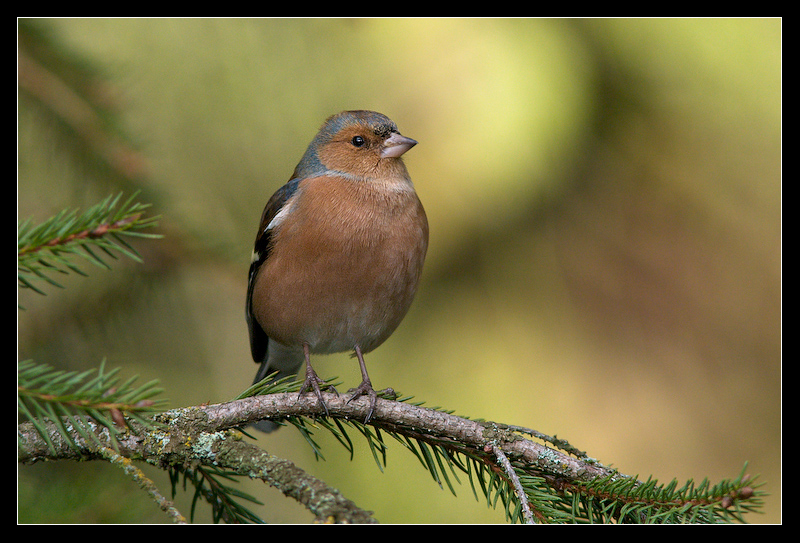 Cheerful Chaffinch