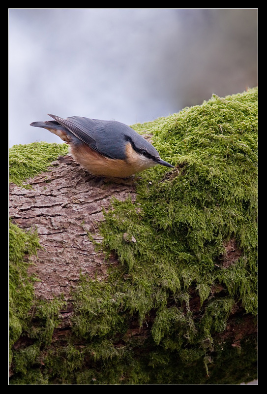 Noel the Nuthatch